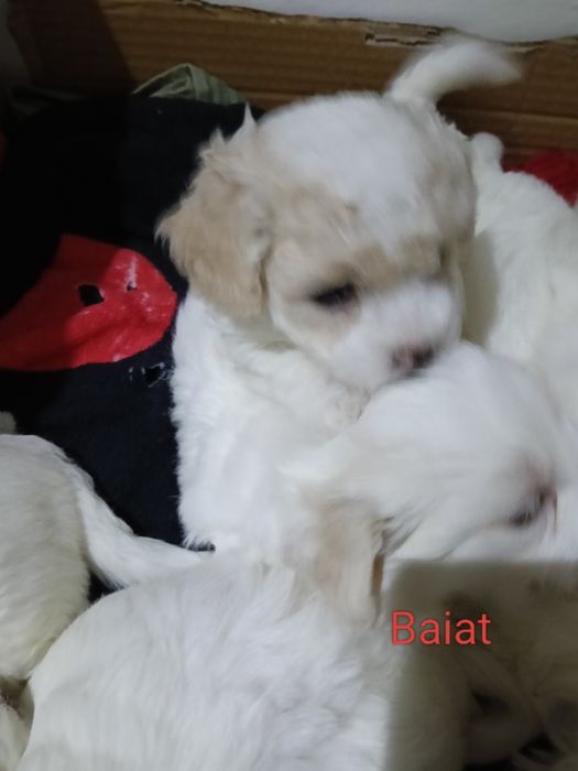 Bișonii Maltezi  au o lună și șase zile pentru mai multe detalii  mă sunați pe numar