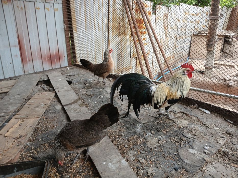 Феникс   серебро