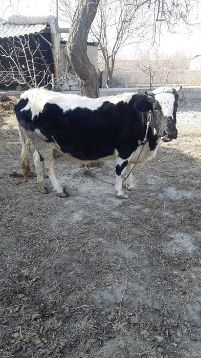 Boqiladigan sigir sotiladi