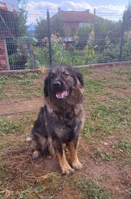 Чистокръвни шарпланинци