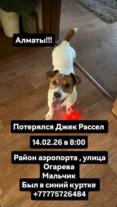 Потерялась собака