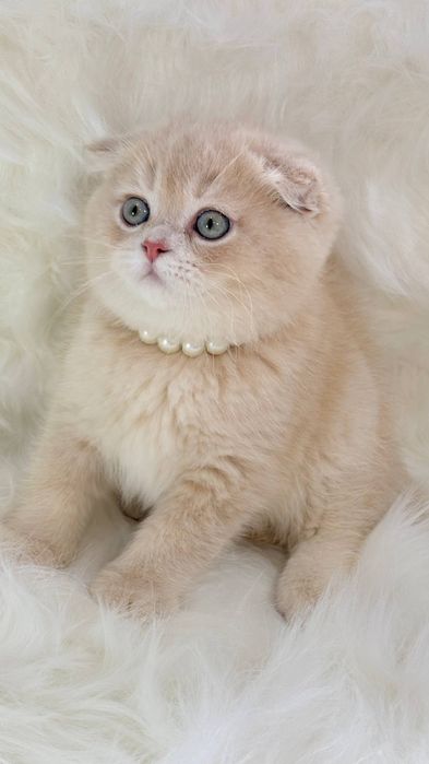 Котята чистокровные