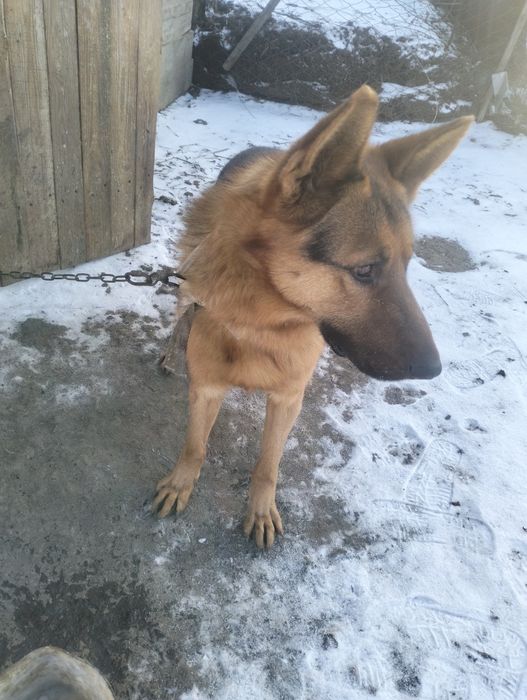 Немецкая овчкарка