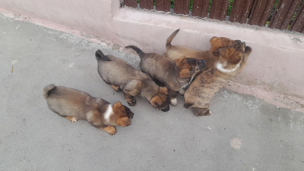 Adoptie pui de caine