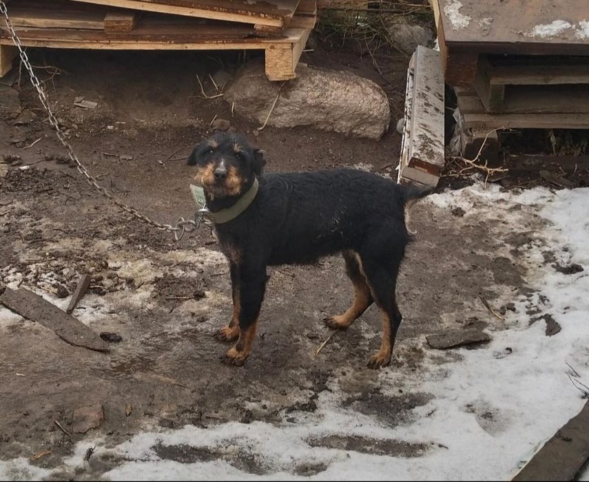 Продается ягтерер