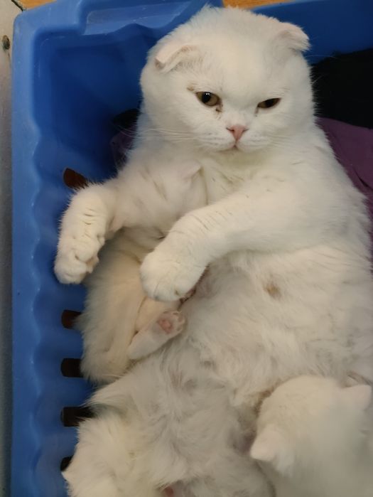 Белые Шотландские котята
