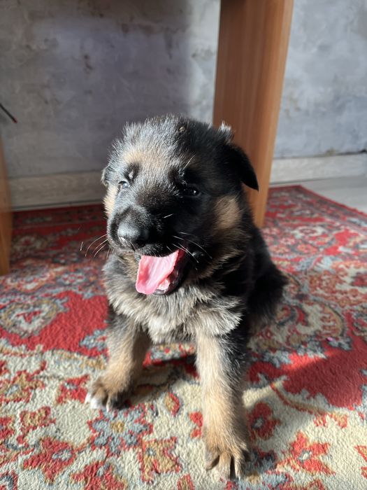 Щенки немецкая овчарка