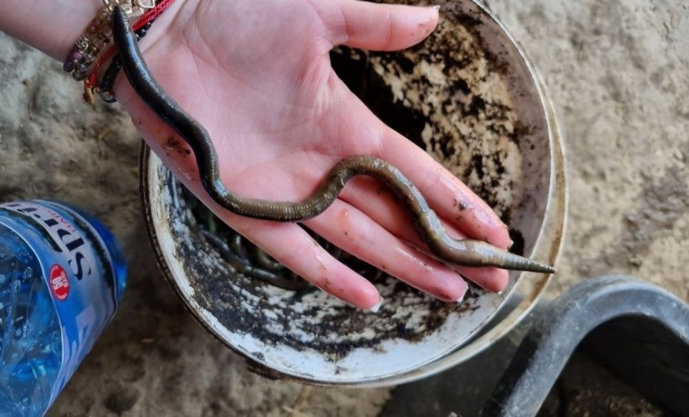 Vand râme negre,gigant de stuf