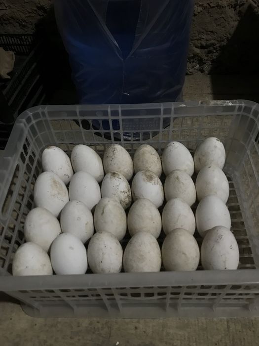 Продам гусинные яйца!