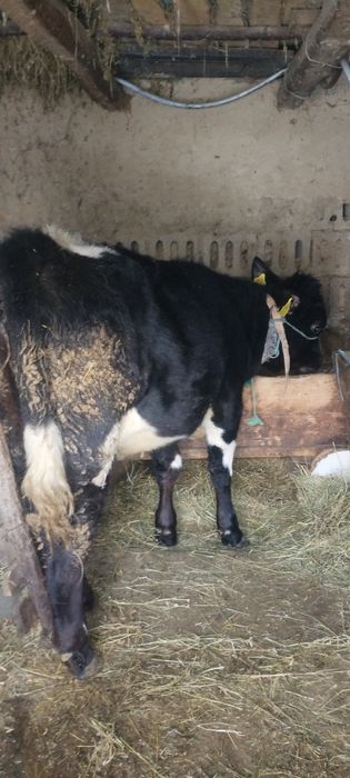 Vând vițică de lapte și carne! În satul Heci comuna Lespezi