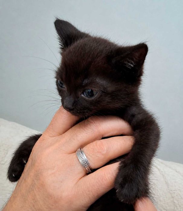 КОТЁНОК ищет любящий дом!
