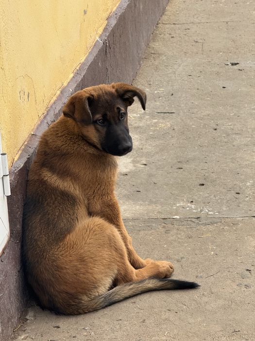 Немецкая овчарка