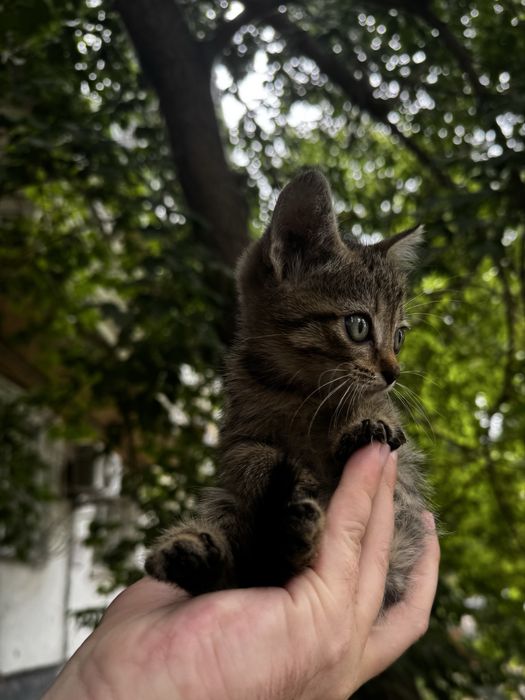 Спасите котят SOS !!