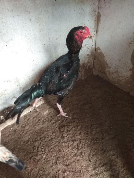 Yashirin kamera porno tomosha