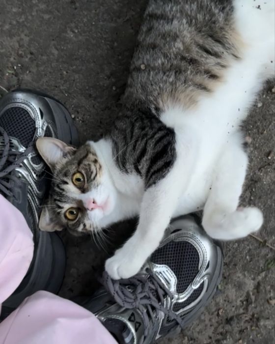 Ласковый котик ищет дом!