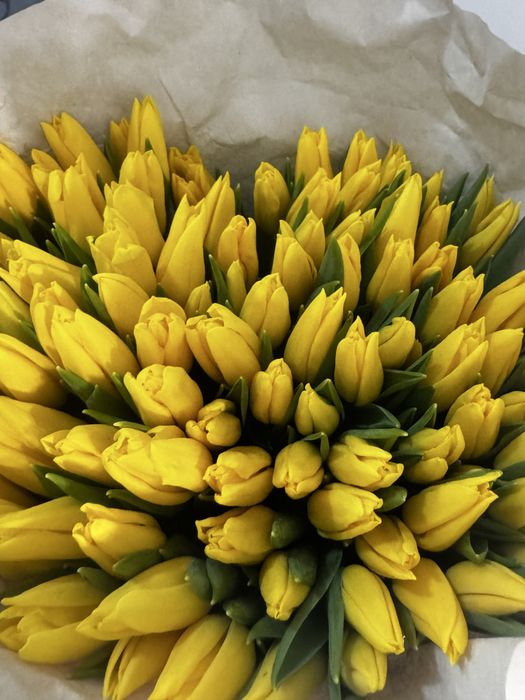 Тюльпан оптом от 350 тенге!