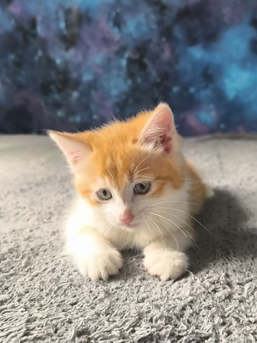 Отдам котенка мальчика