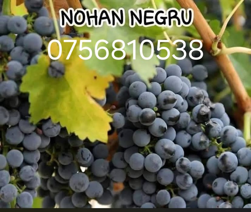 Aducem spre vânzare struguri de vin