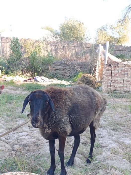Kungrad qoylar satuda
