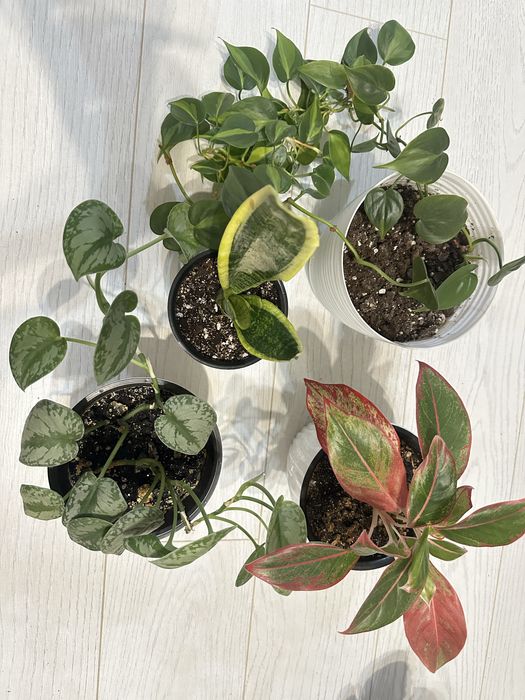 Шикарный Комбо Набор