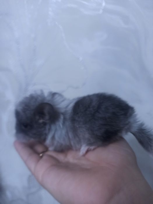 Продается шиншилла