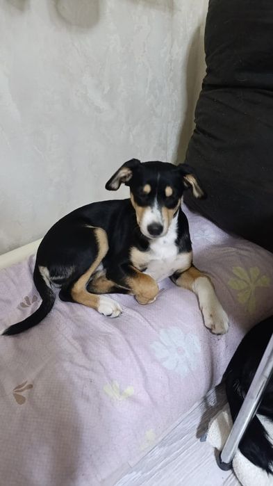 Отдам красавиц в добрые,любящие руки!