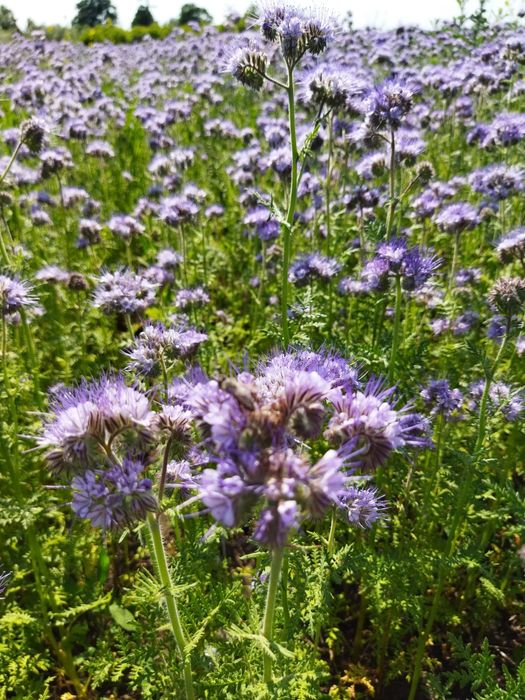 Planta  melifera pt albine