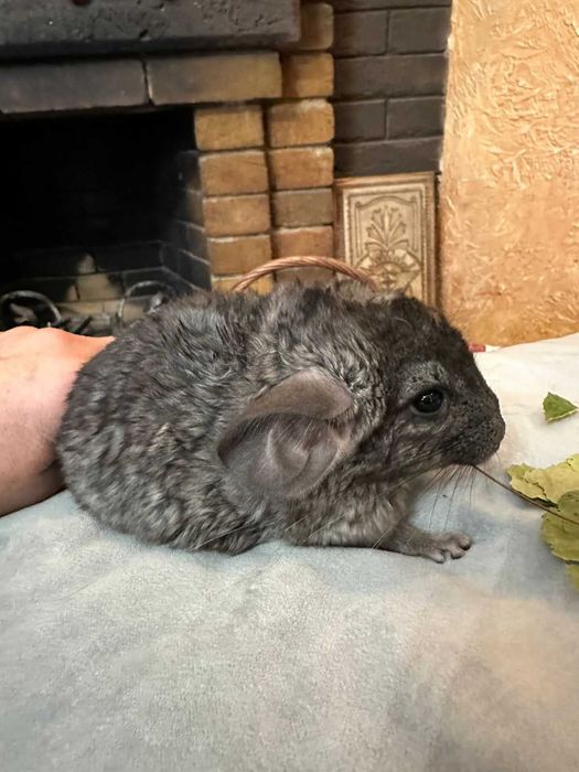 Продам шиншиллу мальчик 3  месяца