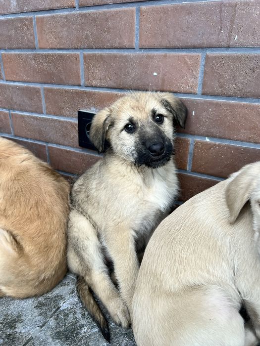 Щенки в добрые руки