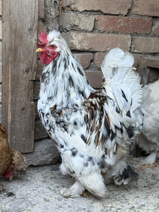 Разплодени яйца от кохинхин