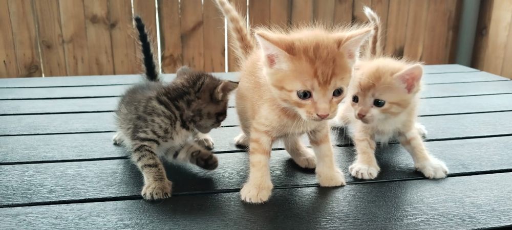 Отдам котят в хорошие руки