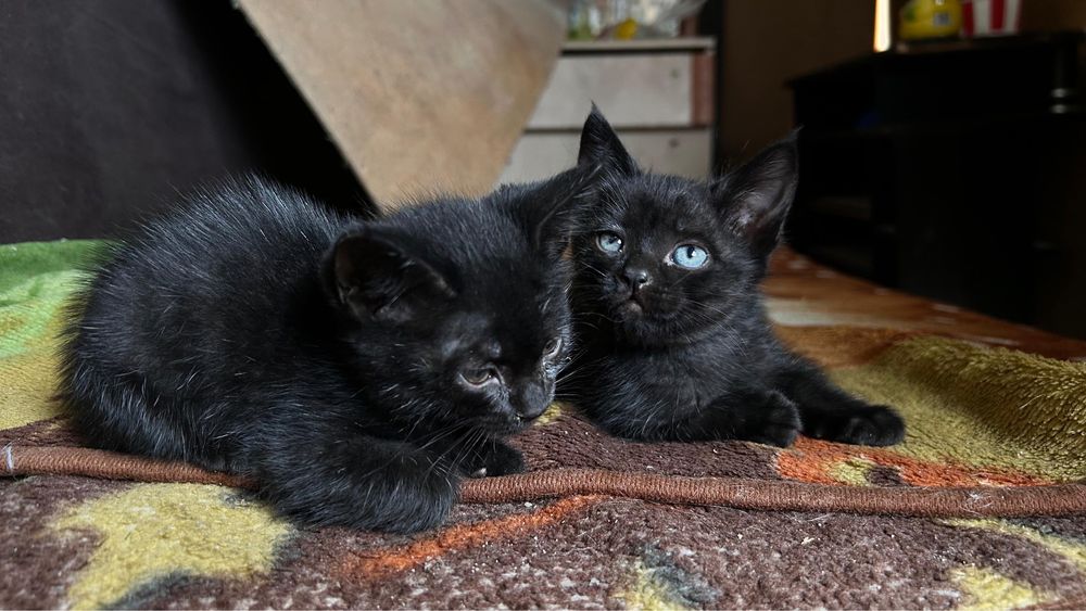 котята ласковые бесплатно