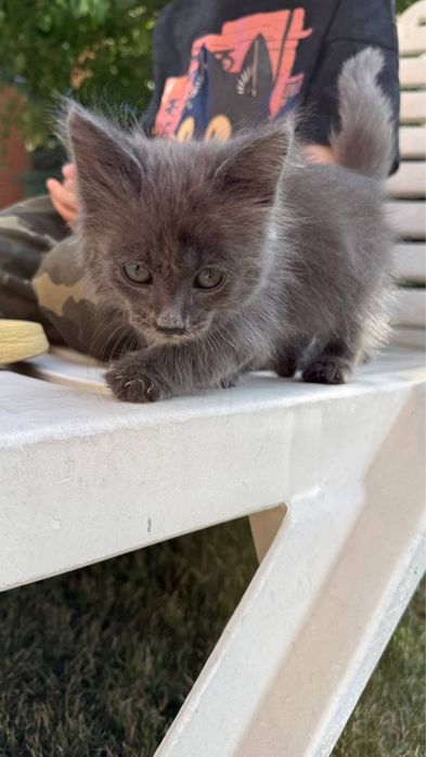 Отдам дымчатого котенка