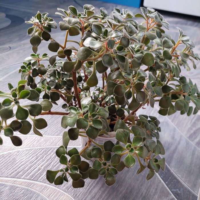 Продам  аихризон