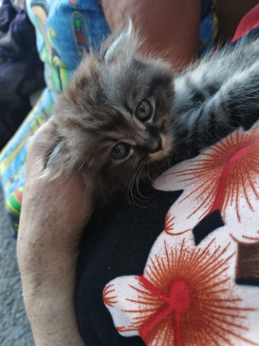 Кошечка ищет дом
