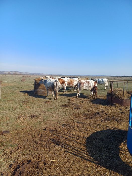 Vaci metis belgian gestante