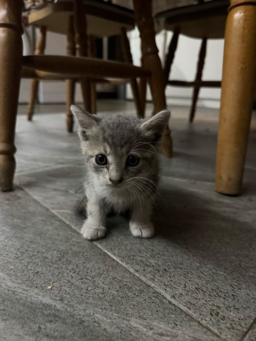 Подарявам малко котенце