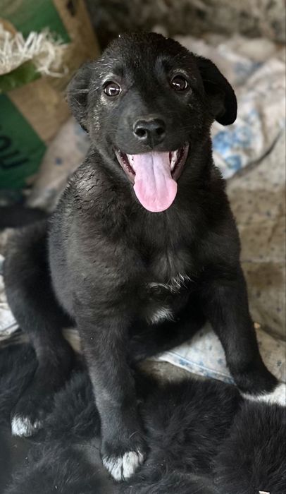 В добрые руки щенок !