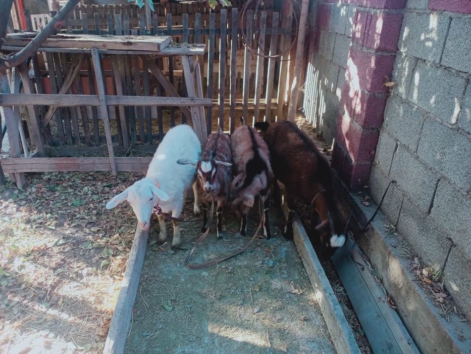 Ешкі лақтарымен! Козы с козлятами!