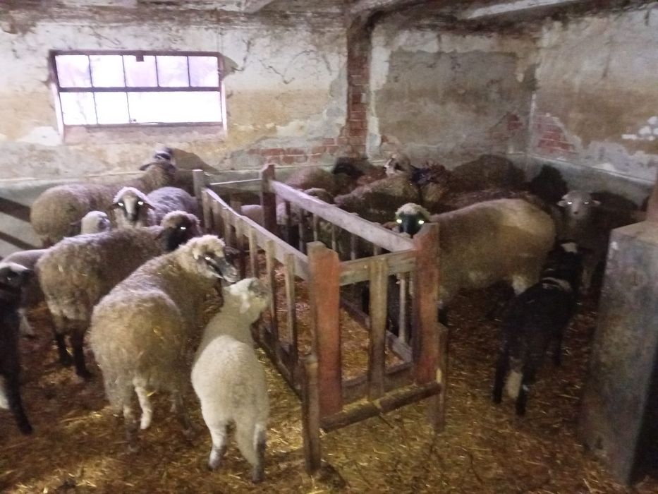 Oi cu miei de vânzare – 10 oi, 10 miei + 2 berbeci
