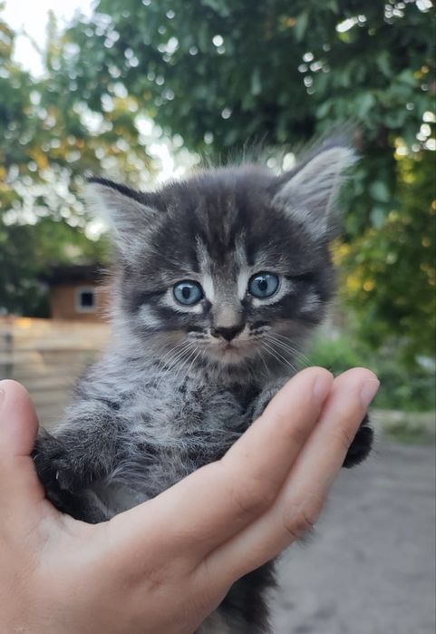 Котята , девочки , 2 месяца, лоток в подарок