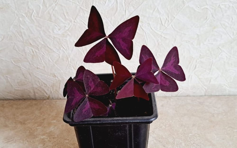 Оксалис (кислица, бабочка)