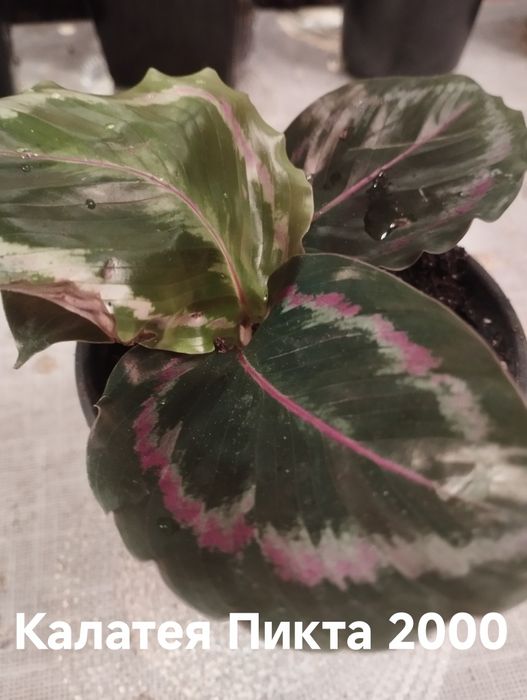 Продам комнатные растения