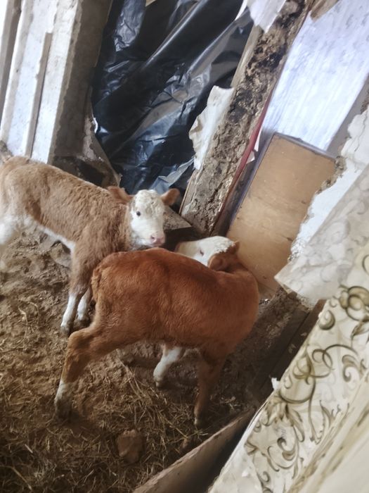 Продам телят телочки