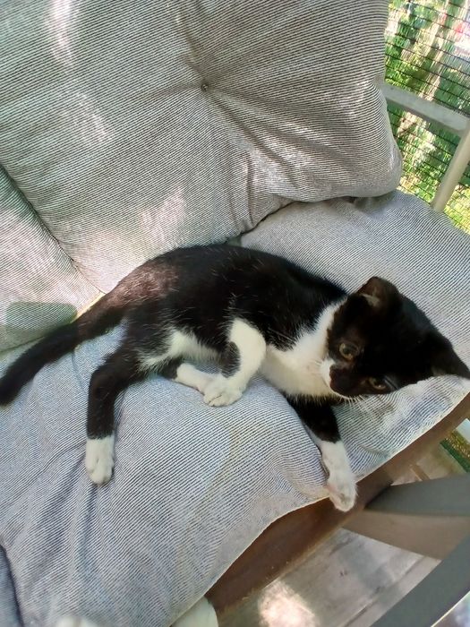 Подарява се котенце