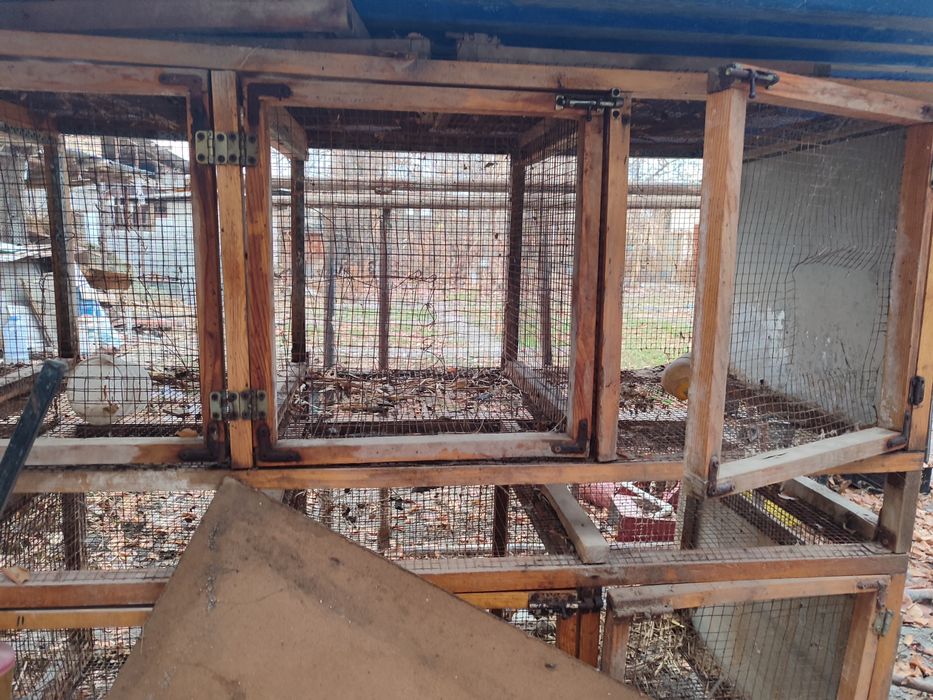 Katak tayor quyon uchun