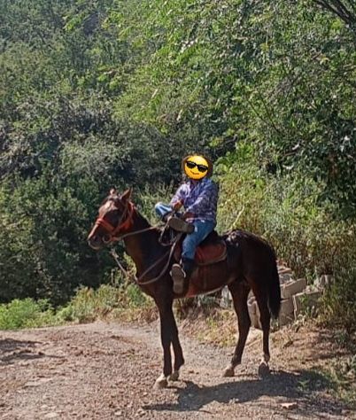 Срочно продам айгыр