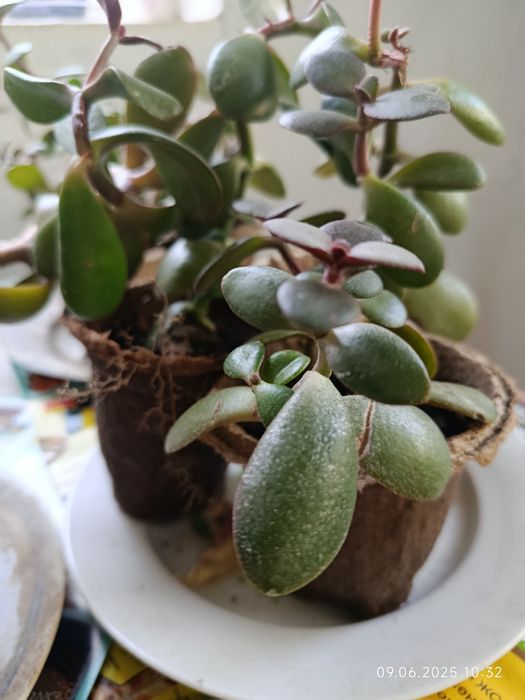 Отростки денежного дерева