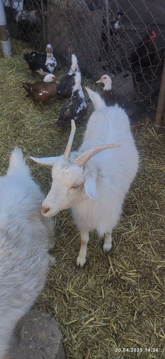 Продам уток, утки