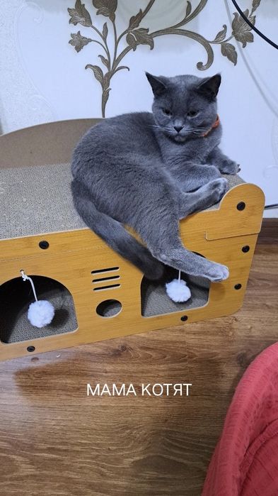 Продаются котята маленькие.